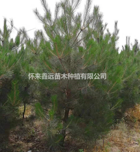張家口懷來(lái)縣供應(yīng)大量油松