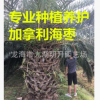 精品加拿利海棗 地徑30~80cm 桿高30~350cm 基地直銷