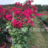 【綠化苗木】大紅三角梅 批發多種花色勒杜鵑 福建漳州三角梅基地
