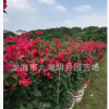 【綠化苗木】大紅三角梅 批發多種花色勒杜鵑 福建漳州三角梅基地