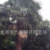 福建老人葵（華棕）桿高2m-8m 40~60cm 老人葵價格 基地批發直銷