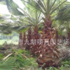 【園林綠化】福建老人葵（華棕）桿高2m-8m 40~60cm 老人葵價格