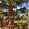 福建老人葵報價 重慶老人葵價格 福建老人葵 華盛頓棕批發