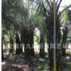 福建布迪椰子 耐寒植物 頭徑30~40cm 桿高1~3米 基地直銷