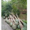 福建皇后葵 金山葵 耐寒植物 頭徑20~40cm 桿高1-3米 基地直銷