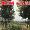 批發工程苗木 胸徑12高度4-5米骨架移植香樟 大量批發骨架香樟