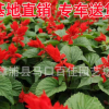 一串紅小苗袋苗杯苗 市政工程道路綠化公園花壇