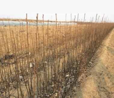 供應梨樹苗 新梨七號適合北方大面積種植的梨樹苗 梨樹苗基地直銷
