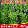 時花工程苗 紅花黃花紫花 多種顏色供應 產地直