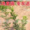 七里香杯苗 多規(guī)格供應(yīng) 福建基地直銷(xiāo)批發(fā)