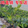 金森女貞小苗袋苗 供應(yīng)綠化工程庭院植物 多規(guī)格供應(yīng)