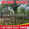 福建羊蹄甲批發(fā) 宮粉紫荊 多規(guī)格綠化工程苗木