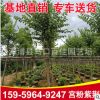 宮粉紫荊 粉紫荊 紅花紫荊 規(guī)格齊全 量大從優(yōu)