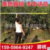 批發(fā)碧桃樹(shù)苗 行道風(fēng)景樹(shù) 庭院景觀工程供應(yīng)