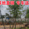 宮粉紫荊 10公分 福建基地直銷(xiāo) 宮粉羊蹄甲批發(fā)