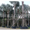霸王棕批發(fā) 福建基地直銷(xiāo) 棕櫚樹(shù)別墅園林綠化