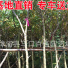 黃花槐 福建基地直銷(xiāo) 多規(guī)格供應(yīng) 黃花槐樹(shù)報(bào)價(jià)