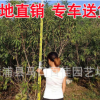碧桃 高2米 園林綠化碧桃樹(shù) 福建基地直銷(xiāo)