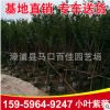 小葉紫薇 大葉紫薇 福建基地直銷(xiāo) 大量批發(fā)