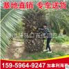 加拿利海棗樹(shù) 福建基地直銷(xiāo) 各種規(guī)格 大量批發(fā)