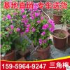 紅花三角梅盆栽 九重葛 光葉子花大量批發(fā) 基地直銷(xiāo)