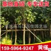 黃槿 黃槿移栽苗 風(fēng)景樹(shù) 園林綠化工程苗木