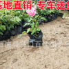 月季花 福建基地直銷(xiāo) 四季開(kāi)花 大量批發(fā)