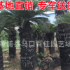 蘇鐵基地大量批發(fā) 大鐵樹庭院景觀工程供應(yīng)