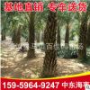 中東海棗 銀海棗批發(fā) 福建基地直銷 中東海棗大量供應(yīng)