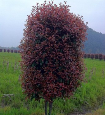 紅葉石楠