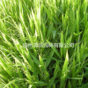 小盼草 凌風(fēng)草 浙江地區(qū) 基地直銷 大量供應(yīng)