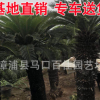 蘇鐵盆栽 移植苗 園林景觀工程供應(yīng) 大量批發(fā)