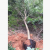 基地批發 黃花風鈴木價格 綠化工程供應 風景樹 量大價優
