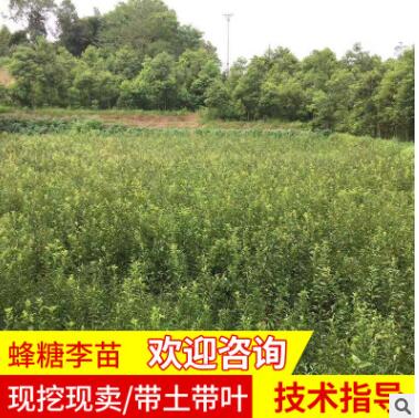 蜂糖李苗產地批發(fā)蜂糖李形狀飽滿蜂糖李苗樹蜂糖李苗樹苗蜂糖李苗