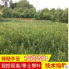 蜂糖李苗產(chǎn)地批發(fā)蜂糖李形狀飽滿蜂糖李苗樹蜂糖李苗樹苗蜂糖李苗