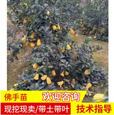 佛手苗批發(fā)佛手果樹苗 適合南北方庭院種植 盆栽地栽多肉型果樹