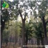 禾豐園 國槐樹苗 綠化工程 大小國槐樹苗行道樹 大國槐樹批發(fā)