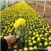 青州禾豐園 花卉培育 國慶菊萬壽菊 臺盆栽花長期供應(yīng)