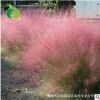 粉黛亂子草 多年生觀賞草花 自產(chǎn)自銷粉黛亂子草 景觀花卉