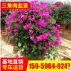 基地批發(fā)三角梅 三角梅球 紫花三角梅球 勒杜鵑球價(jià)格