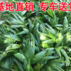 基地供應(yīng)蒲葵苗木價(jià)格 精選地被綠化苗木銷售大量現(xiàn)貨批發(fā)
