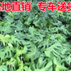 龜背竹盆栽 花卉龜背竹批發 室內盆栽花卉 小發財樹龜背竹批發