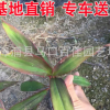 精選朱蕉綠化苗木 亮也朱蕉 基地供應紅竹朱蕉 植物批發