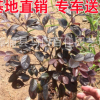 批發(fā)紅花繼木 2016 年7月15日大袋紅花繼木報價