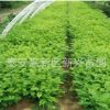 刺槐樹苗 別名洋槐樹苗、香花槐苗，洋槐樹花