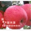 盆栽地載果樹苗 嫁接蘋果樹苗 白水蘋果苗 南方北方種植 當年結果