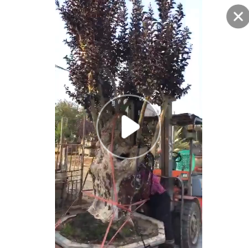 福建紫薇樹(shù)樁產(chǎn)地批發(fā) 紫薇盆景 嫁接紫薇 造型紫薇 紫薇樁景
