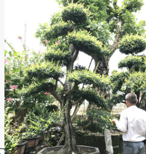 買榆樹(shù)樹(shù)樁 買造型榆樹(shù)找小黃物美價(jià)廉