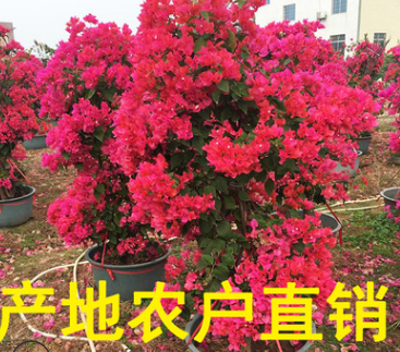 福建三角梅價(jià)格 三角梅批發(fā) 三角梅產(chǎn)地 百畝基地 規(guī)格齊全