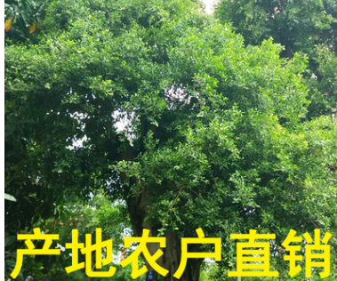 小葉榕盆景 小葉樁景 造型小葉榕 大型小葉榕 農(nóng)戶基地直銷